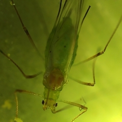 Macrosiphum euphorbiae