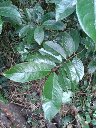Laurocerasus zippeliana iNat (2)