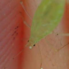 Macrosiphum euphorbiae