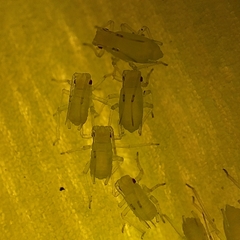 Macrosiphum euphorbiae