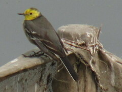 Motacilla citreola