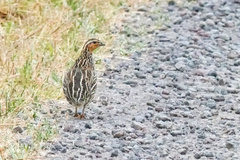 Coturnix pectoralis