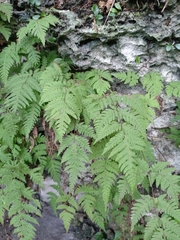 Tectaria devexa