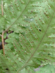 Tectaria devexa