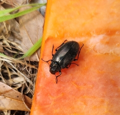 Bothrotes canaliculatus