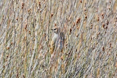 Poodytes punctatus punctatus