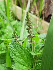 Salvia plebeia