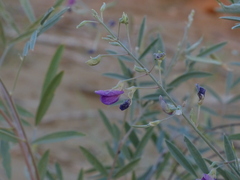 Tephrosia falciformis