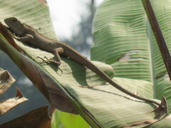 Calotes versicolor