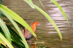 Rallina eurizonoides
