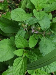 Salvia plebeia