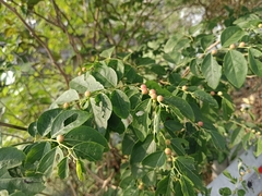 Phyllantheae