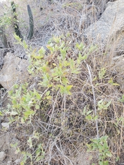 Bebbia atriplicifolia