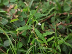 Scleromitrion diffusum