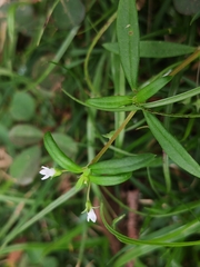 Scleromitrion diffusum