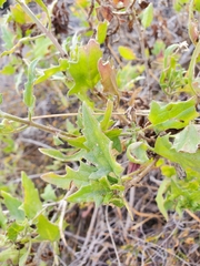 Bebbia atriplicifolia