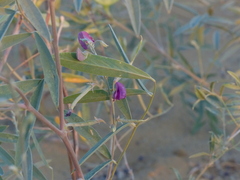 Tephrosia falciformis