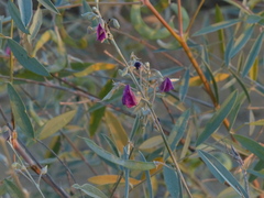 Tephrosia falciformis