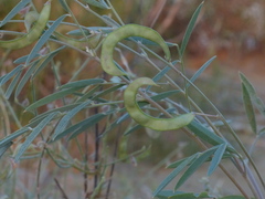 Tephrosia falciformis