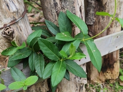 Paederia foetida