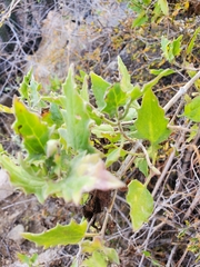 Bebbia atriplicifolia