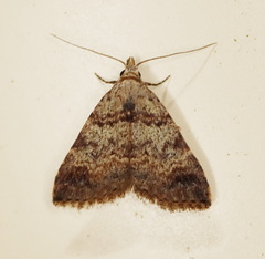 Alapadna pauropis