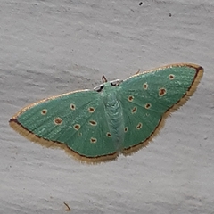 Comostolopsis stillata