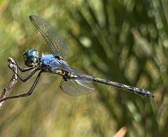Trithemis stictica