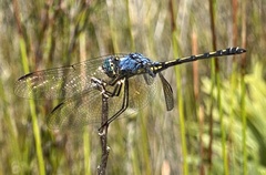 Trithemis stictica