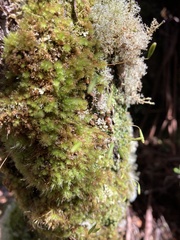 Ptychomnion aciculare