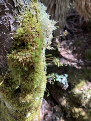 Ptychomnion aciculare