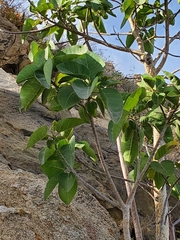 Ficus petiolaris palmeri
