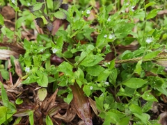 Bothriospermum zeylanicum