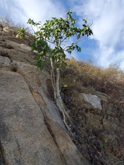 Ficus petiolaris palmeri