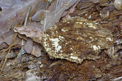 Trichoderma sulphureum