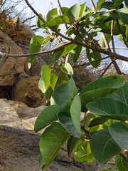 Ficus petiolaris palmeri