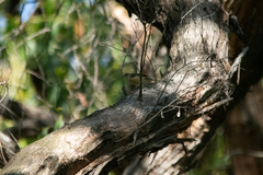 Acanthiza reguloides