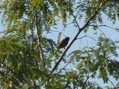 Brachypodius melanocephalos