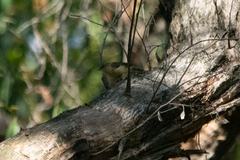 Acanthiza reguloides