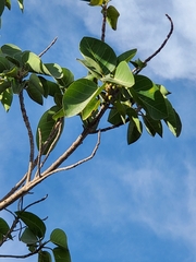 Ficus petiolaris palmeri