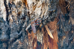 Colepia rufiventris