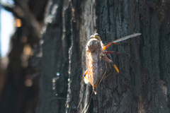 Colepia rufiventris