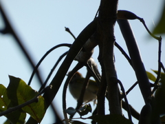 Orthotomus