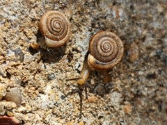 Polygyra