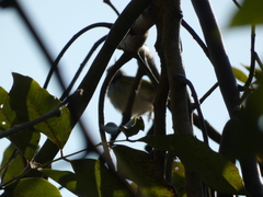 Orthotomus