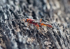 Aulacidae