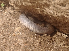 Arizona elegans