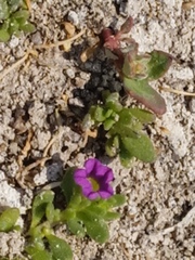 Calibrachoa parviflora