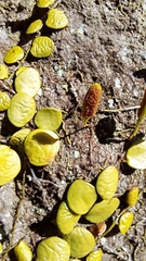 Lemmaphyllum microphyllum