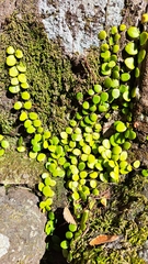 Lemmaphyllum microphyllum